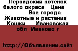 Персидский котенок белого окраса › Цена ­ 35 000 - Все города Животные и растения » Кошки   . Ивановская обл.,Иваново г.